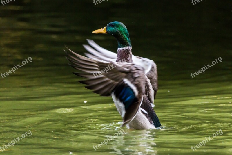 Mallard Azulón Ave Aquatic Duck