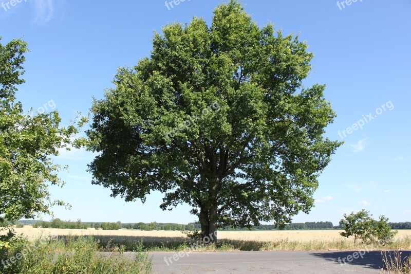 Tree Summer Blue Landscape Day