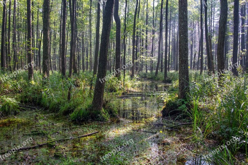 Forest Swamp Trees Wetland Environment