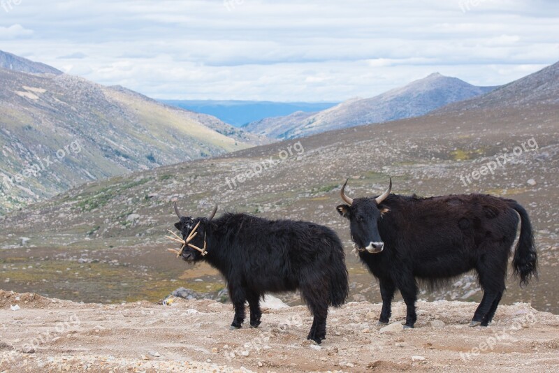 Yak Hairy China Travel Tibet