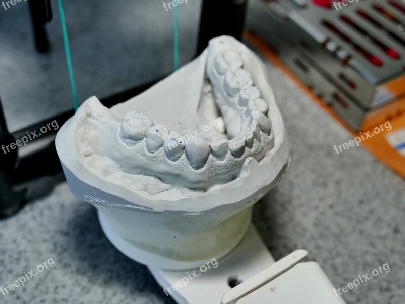 Dental Model Pine Tooth Teeth Free Photos