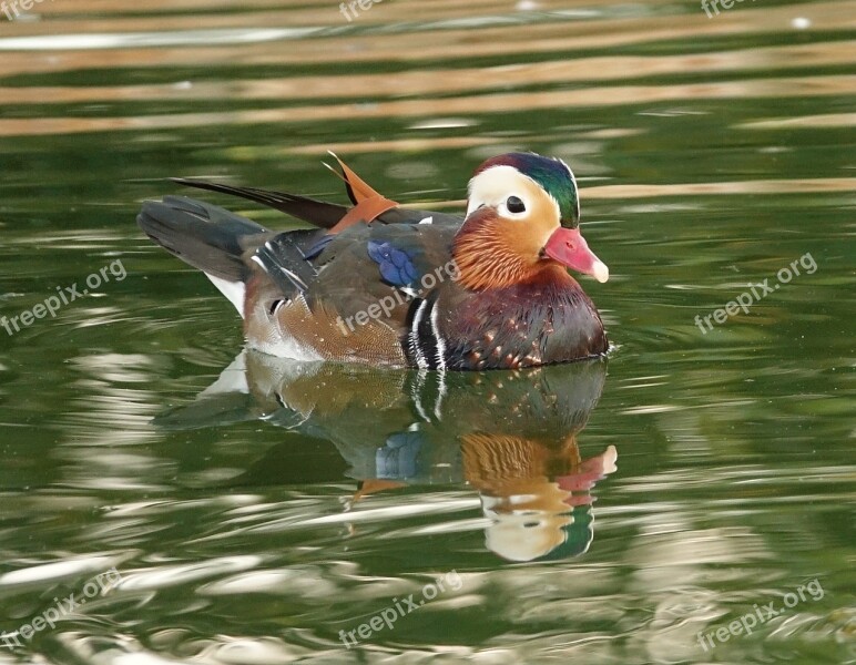 Drake Mandarin Duckling Animal Water