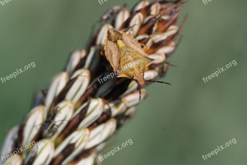 Plant Bug Spikes Free Photos