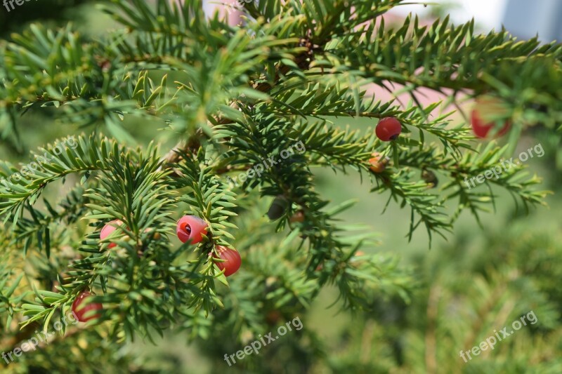 Yew Needles European Yew Yellow Spikes Poisonous Plant