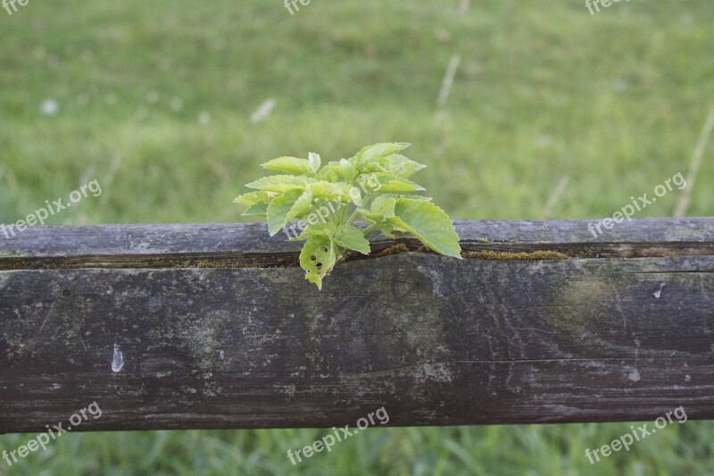 Plant Wooden Beams Fence Plant Fence Nature