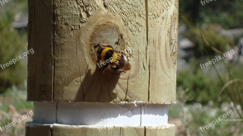 Bee Post Animal Nature Insects