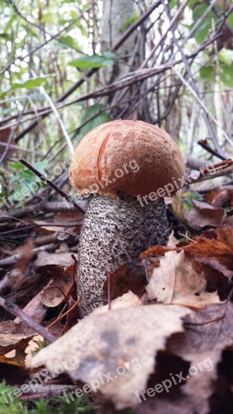 Kozak Mushroom Mushrooms Forest Collect