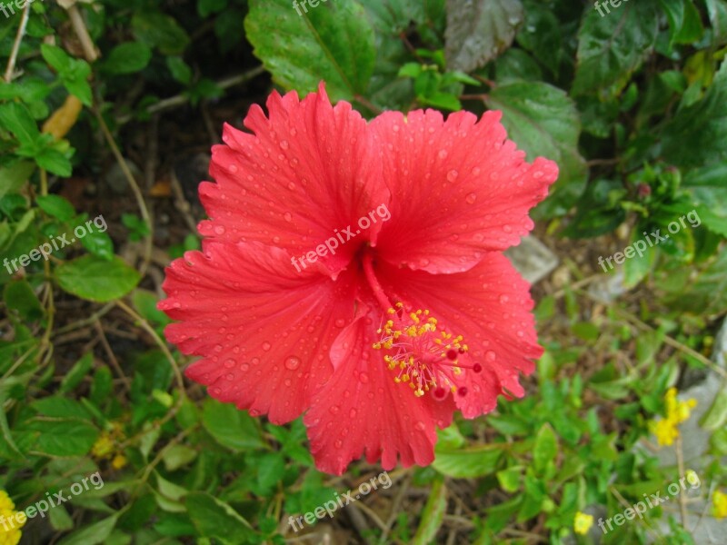 Hibiscus Red Leaf Green Drop Of Water