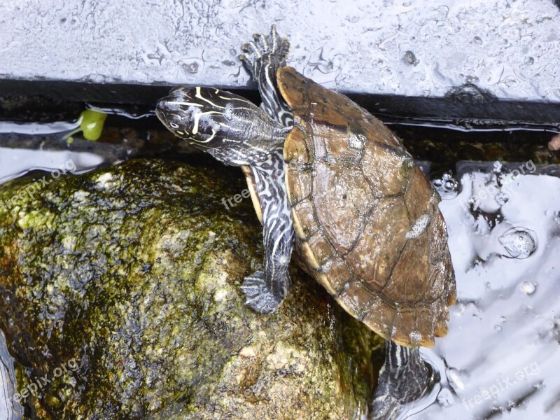 Water Turtle Climb Stone Pond Water