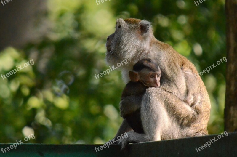 Monkey Animal Wild Mammal Nature