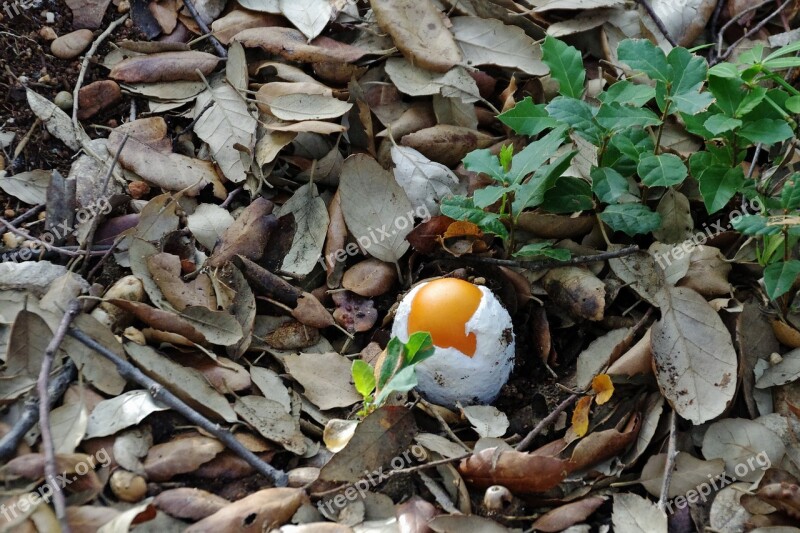 Autumn Mushrooms Fungus Ovolo Ovules