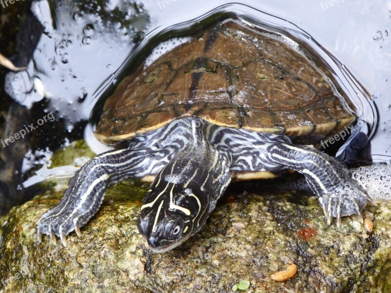 Water Turtle Water Surface Panzer Turtle Water