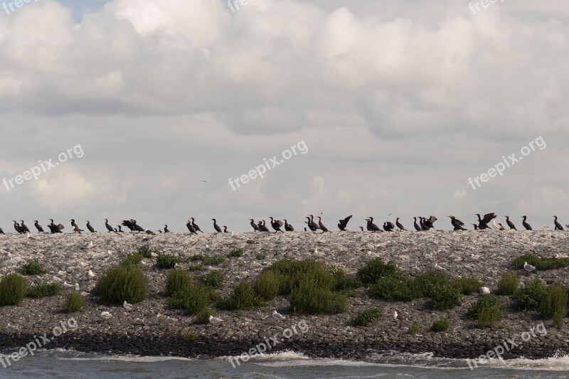 Birds Island Nature Water Animal