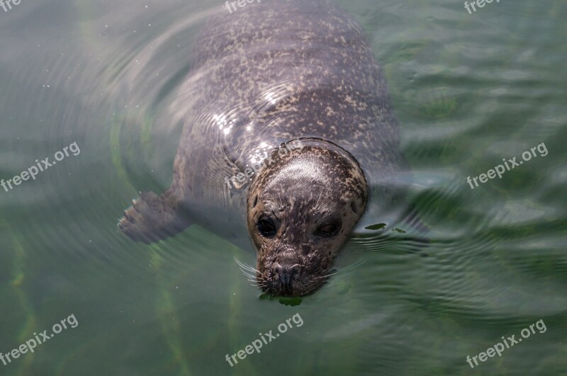 Seal Water Robbe Swim Lake