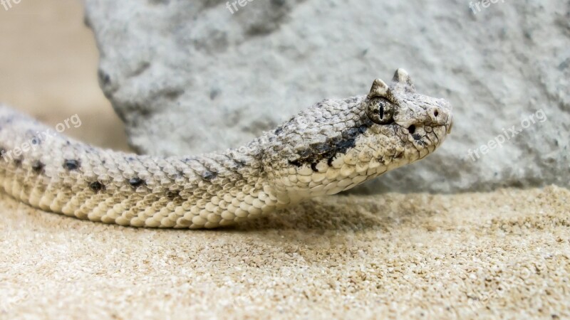 Snake Deserts Horn Viper Viper Close Up Reptile