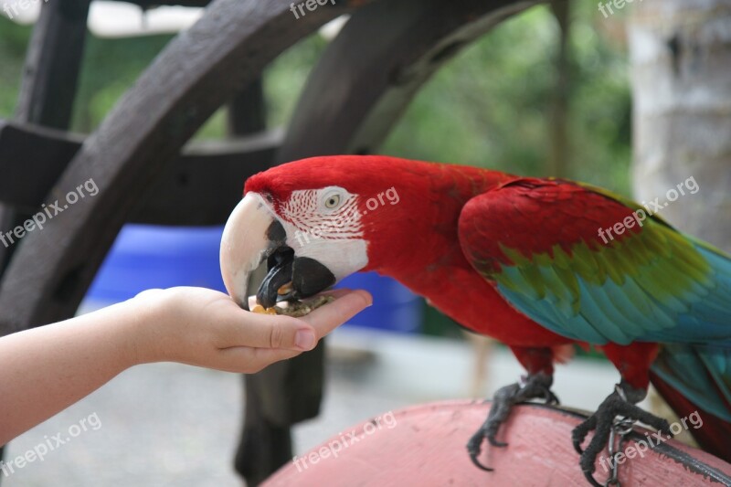 Samui Ban Thai Parrot Park Free Photos