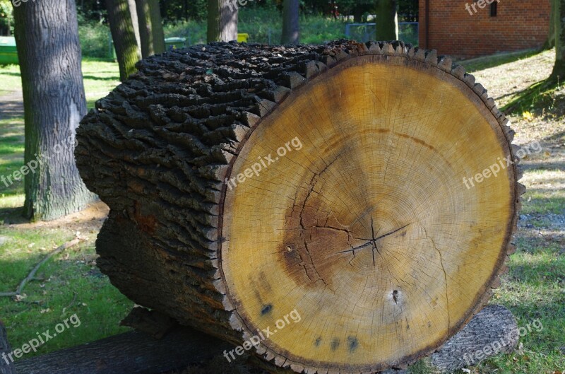 Trunk Jars Cross Section Of The Trunk Tree Free Photos