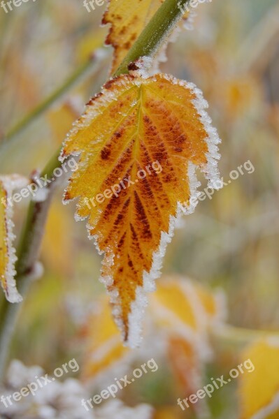 Frost Autumn Leaf Hoarfrost Yellow