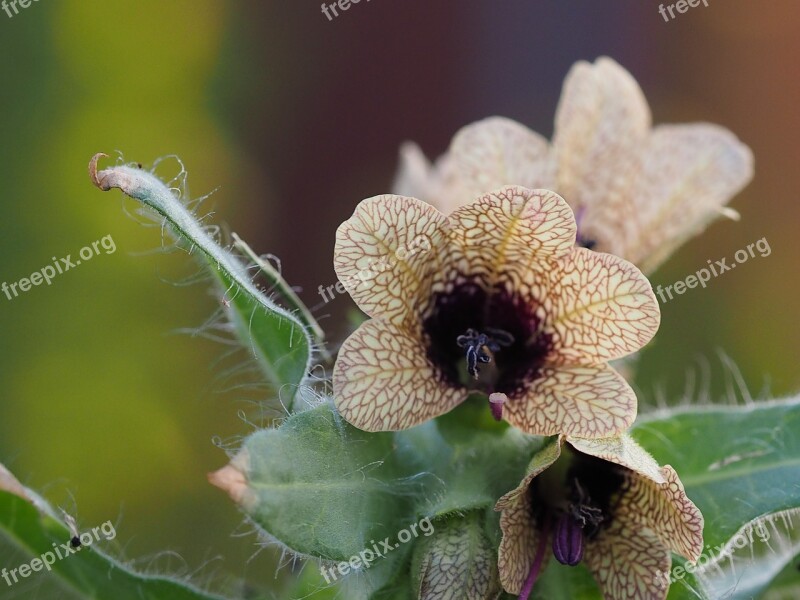 Henbane Weed Flower Brown Flower Plant