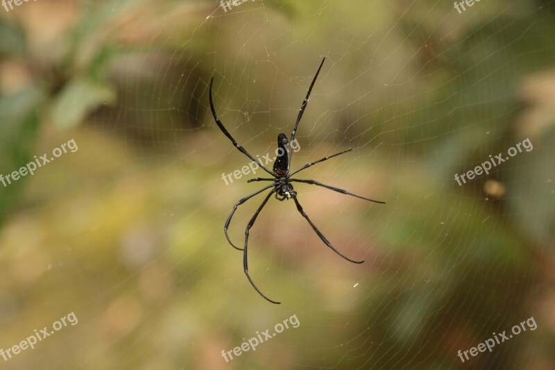 Insect Spider Nature Reel Free Photos