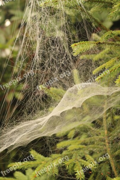 Cobweb Iglak Christmas Tree Pine Spruce