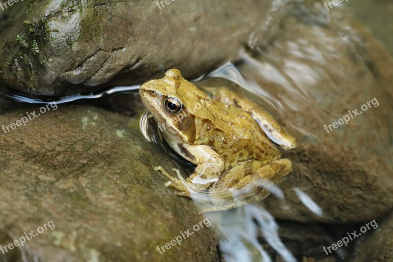 The Frog Water River Nature Animal