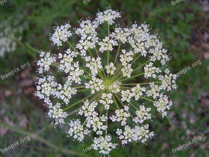 Umbel Flower White Nature Free Photos