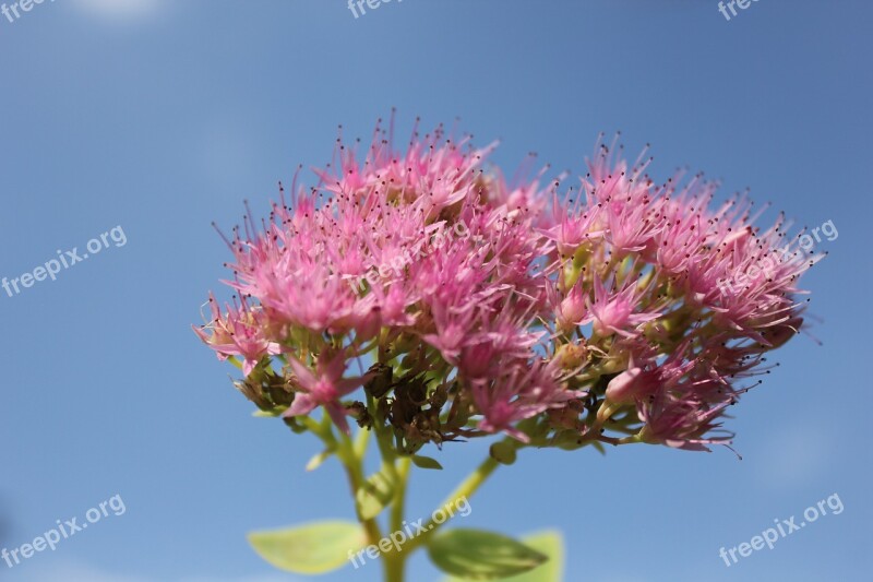 Purple Flower Purple Flowers Plant Pink