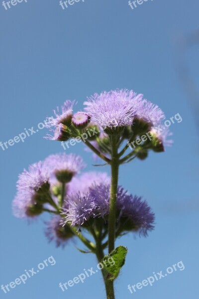 Flower Purple Purple Flowers Plant Macro