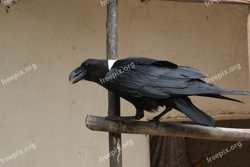 Raven Rwanda Wild Bird Animals