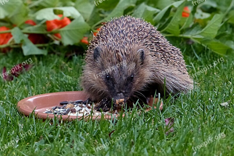 Animal Hedgehog Mammal Erinaceus Feeding