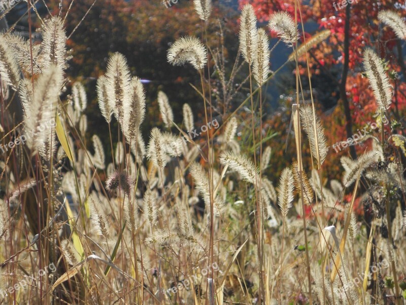 Flowering Grass Brown Dry Herb Nature