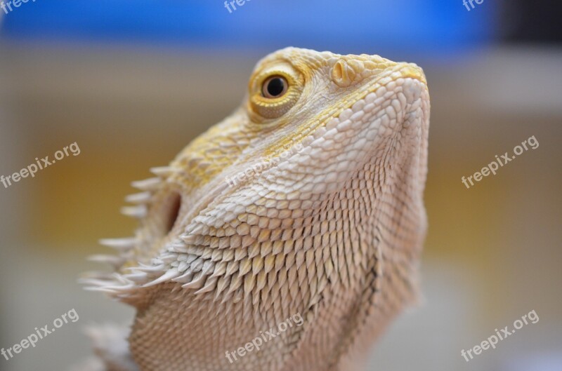 Agama Bearded Lizard Free Photos