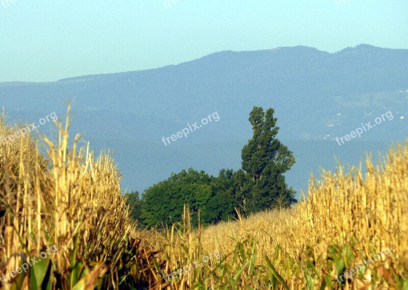 Tree Rabbit Nature Corn Tree Fields