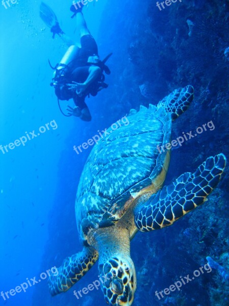 Turtle Underwater Marine Fish Ocean