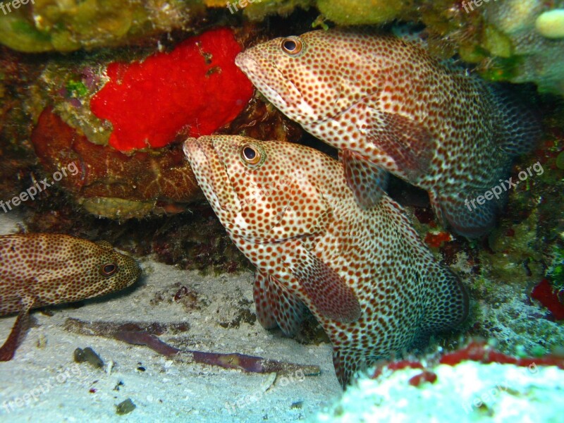 Fish Underwater Marine Ocean Coral