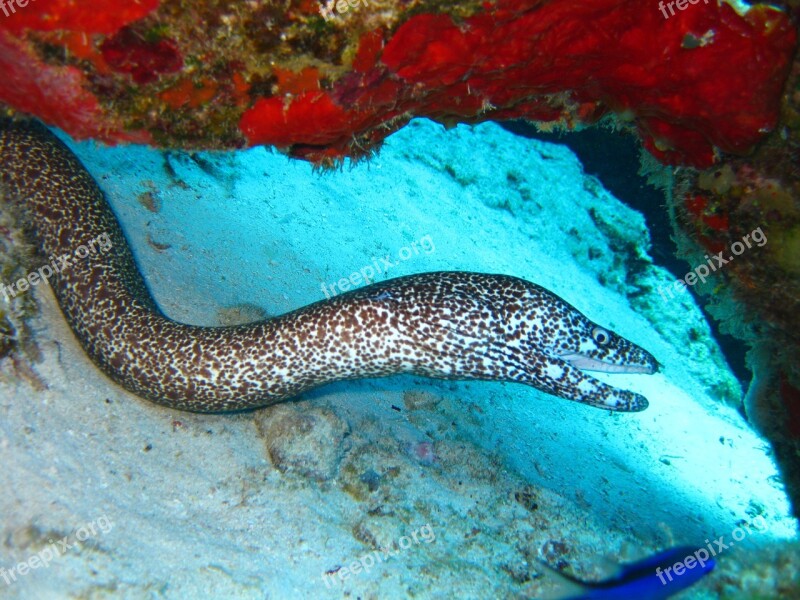 Eel Underwater Marine Fish Ocean