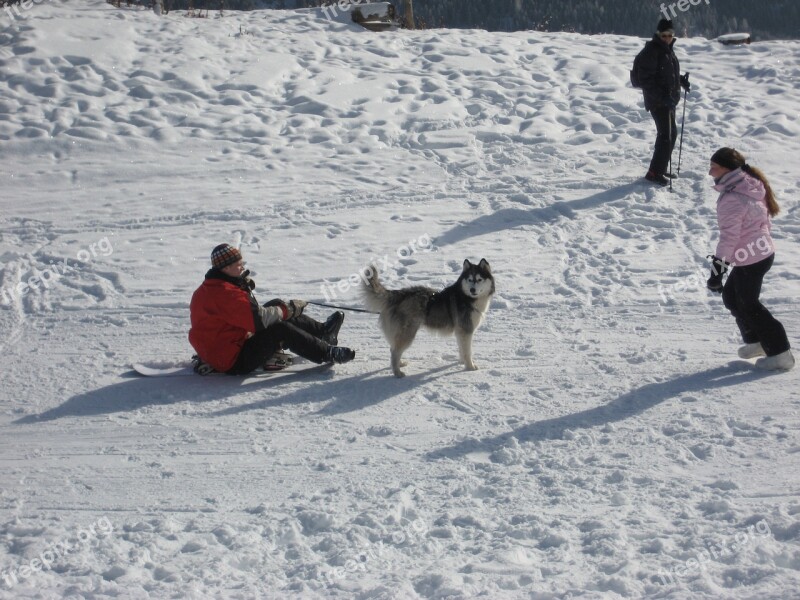 Winter Snow White Husky Sled Dog