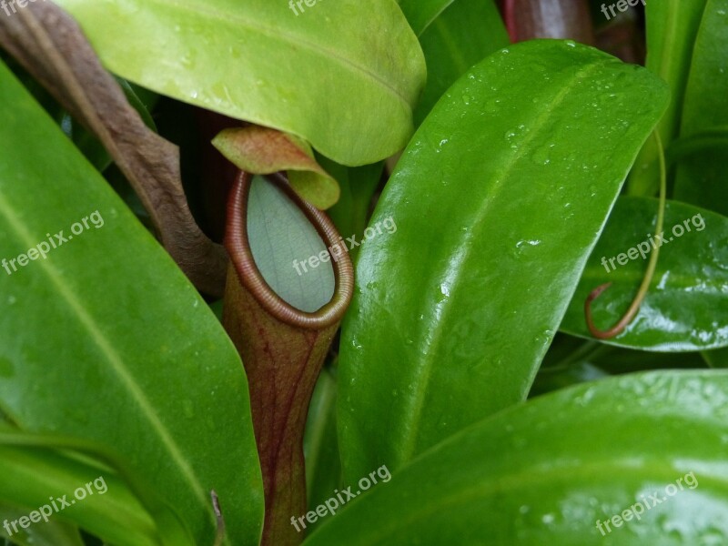 Orchid Flower Blossom Bloom Plant