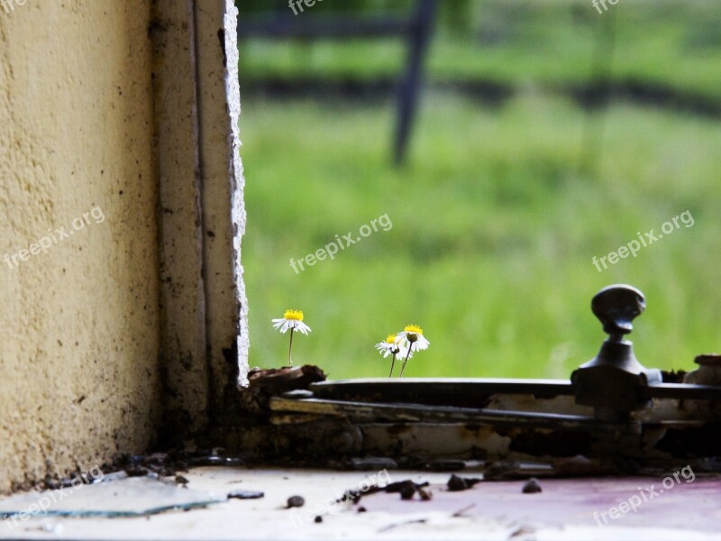 Fragile Flower Sill Window Small