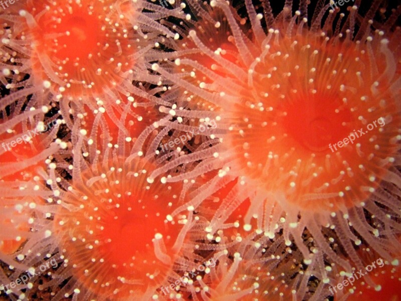 Sea Urchin Aquarium Bench Free Photos