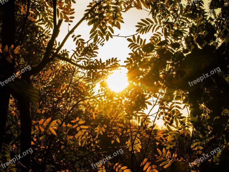 Gold Autumn Rowan Yellow Leaves Leaves Mountain Ash