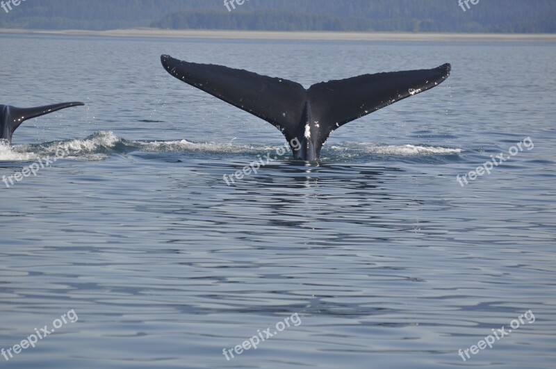 Whale Tail Wildlife Free Photos