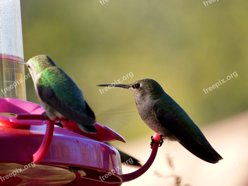 Hummingbird Bird Nature Garden Feeder