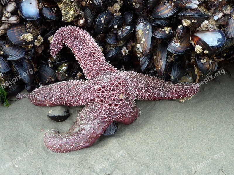 Starfish Mussels Beach Sand Nature