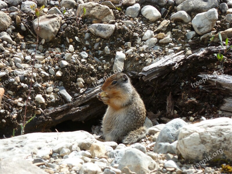 Nager Rodent Nature Nibble Food