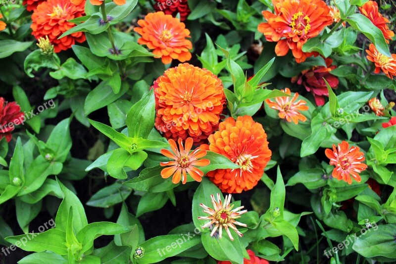 Flowers Orange Plant Bloom White