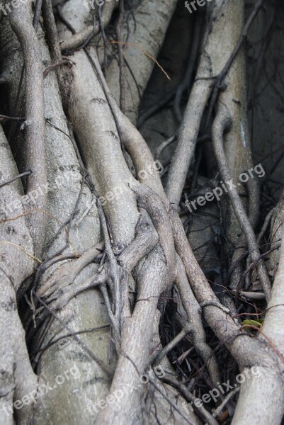 Roots Tree Ficus Tree With Roots Nature