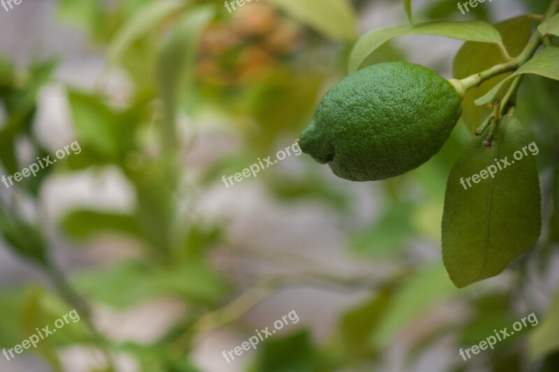 Lemon Green Vitamins Lemon Tree Fruit