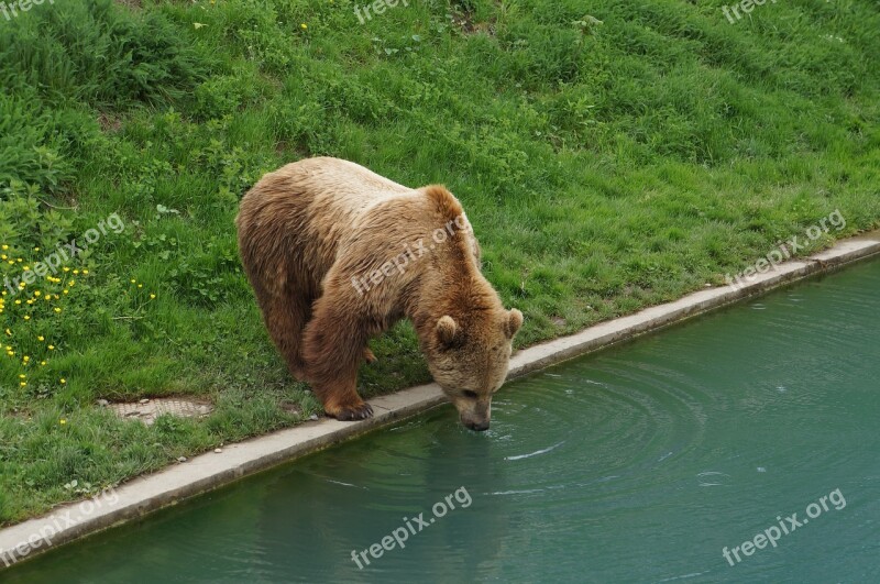 Switzerland The Bear Drink Water Free Photos